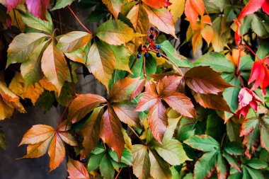 Sonbahar arkaplanı. Yaban üzümlerinin parlak renkli yaprakları, sarı ve kırmızı. Sonbahar renkleri.
