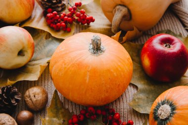 Sonbahar mevsimsel hasat. Meyveler ve sebzeler. Balkabağı yakın plan, kırmızı elma, fındık ve kızılcık çileği. Sonbahar yemekleri arka planı.