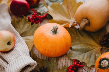 Sonbahar mevsimsel hasat. Meyveler ve sebzeler. Balkabağı, kırmızı elma ve yaban mersini yakın plan. Sonbahar yemekleri arka planı.