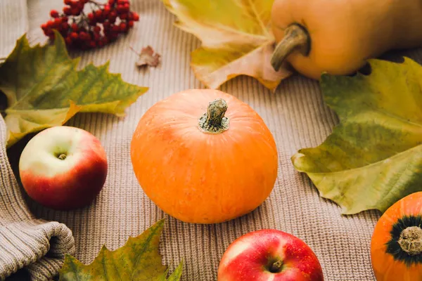 Podzimní Sezónní Sklizeň Ovoce Zelenina Pozadí Detailní Záběr Dýně Červených — Stock fotografie
