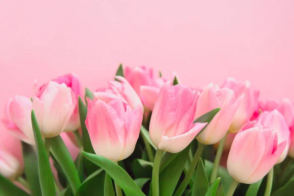 Güzel bir buket pembe lale. Yumuşak odaklanma. Kadınlar Günü için tebrik kartı.