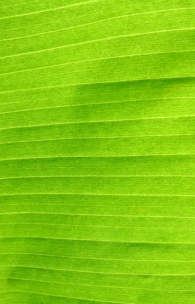 Textura da folha de banana — Fotografia de Stock