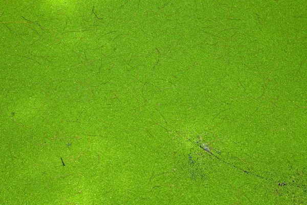 Water Weed Background
