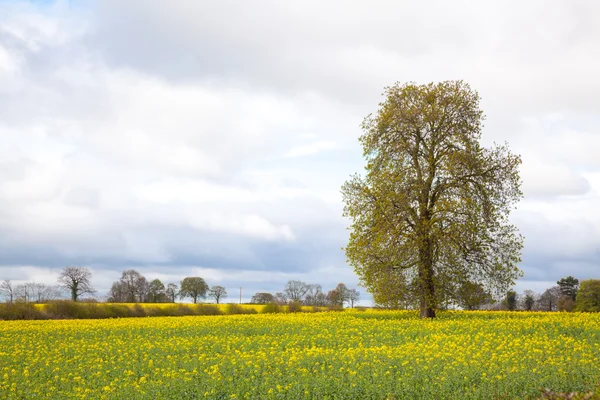 Желтый цветок канолы — стоковое фото