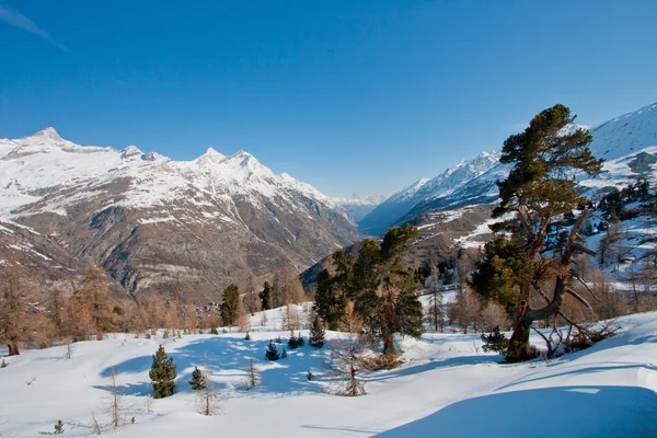 Vinterlandskap — Stockfoto