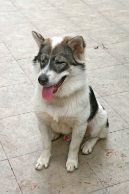 Tay köpek, bangkaew