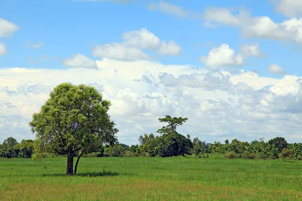 Pohon sendirian — Stok Foto