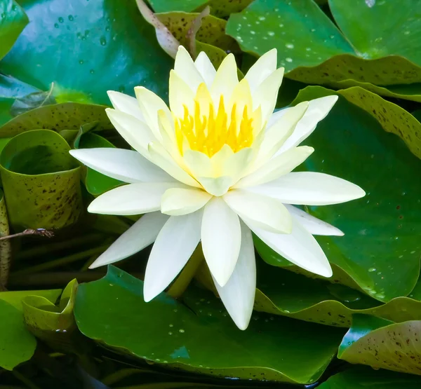 开花的黄色莲花，特写 — 图库照片