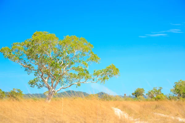 Paisagem savana — Fotografia de Stock