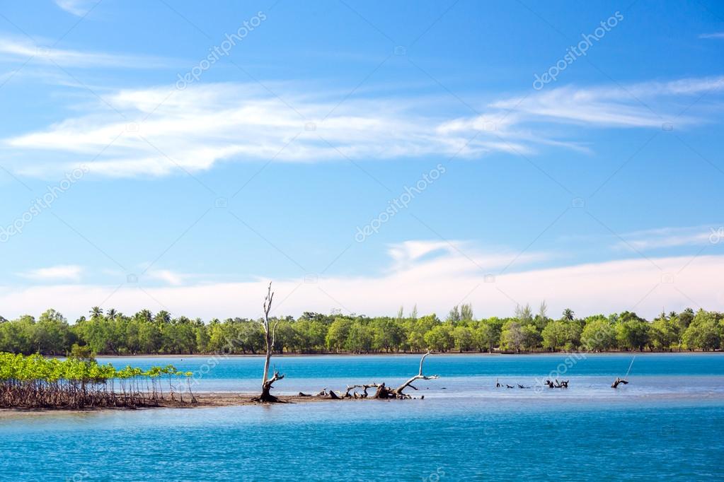 mangrove forest coast
