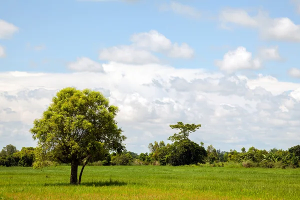 Alone Tree — Stock Photo, Image