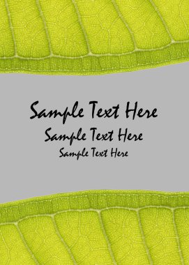 yaprak çerçeve gri arka plan üzerinde metin alanı olan