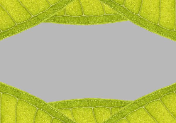 Natural frame from leaf with space for text on gray — Stock Photo, Image