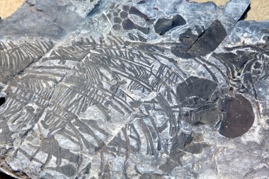 ichthyosaur fosil