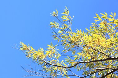 Bahar yaprakları mavi gökyüzü arka planı