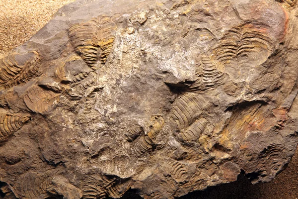 Fossile di dinosauro — Foto Stock