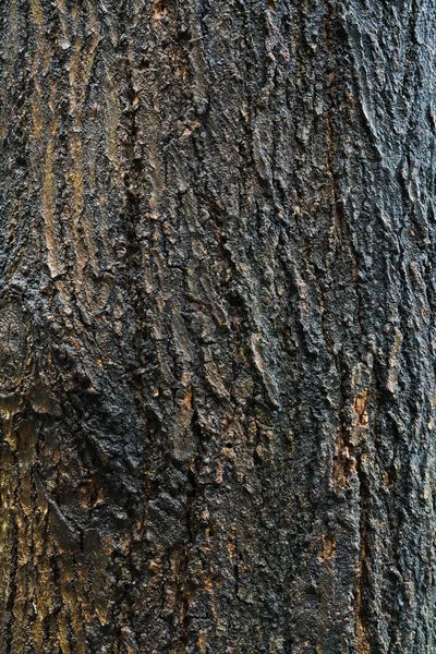 Textur der Holzrinde — Stockfoto
