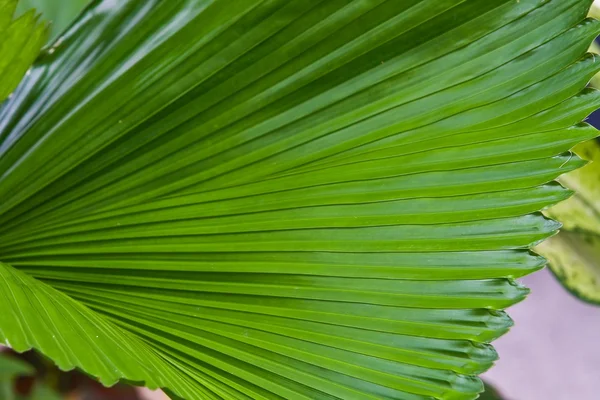 Patrón de hoja — Foto de Stock