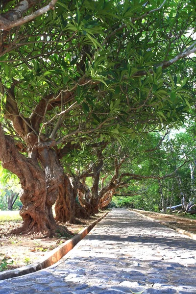 Árvores verdes do jardim — Fotografia de Stock