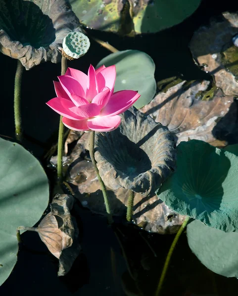 Lotus — Stock Photo, Image