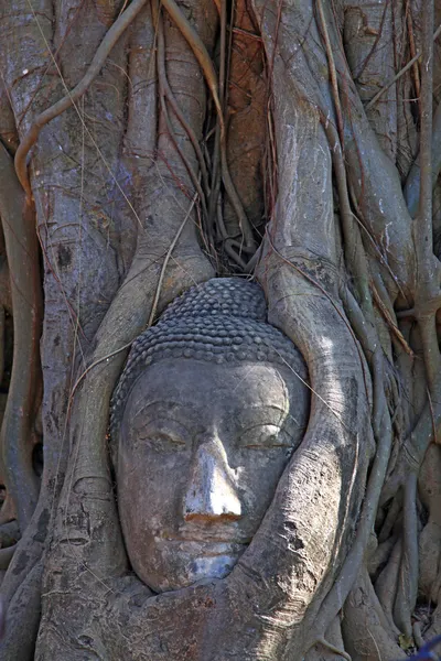 Testa di Buddha nella radice dell'albero — Foto Stock