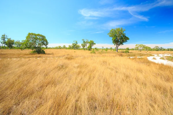 Savannenlandschaft — Stockfoto