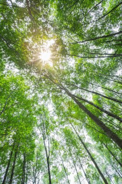 Orman ağaçları ile güneş ışığı