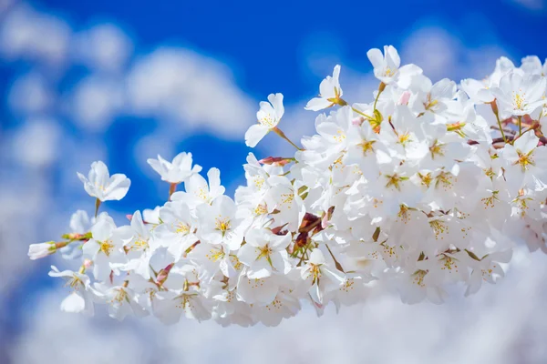 Fiori di ciliegio Sakura — Foto Stock