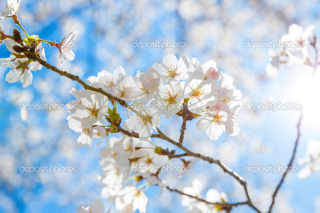 Sakura cherry Blossoms