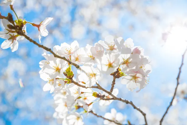 Sakura flores de cerezo —  Fotos de Stock