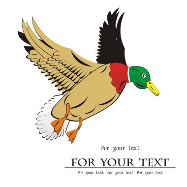 yeşilbaş ördek uçan - ayrıntılı görüntü