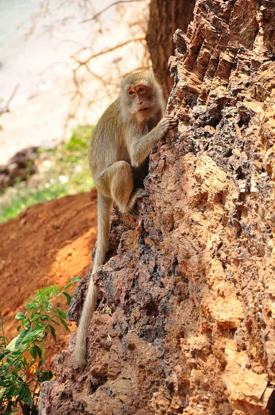 Opice na kámen — Stock fotografie