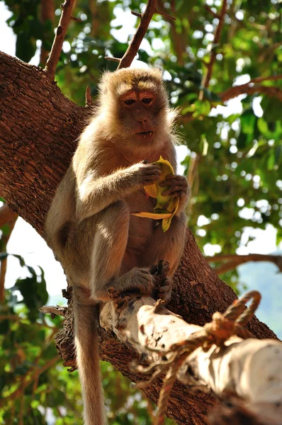 Monkey on tree — Stock Photo, Image