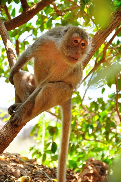 Monkey on tree — Stock Photo, Image