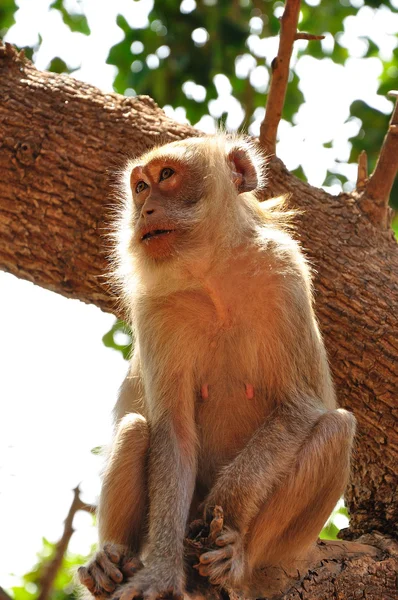 Monkey on tree — Stock Photo, Image