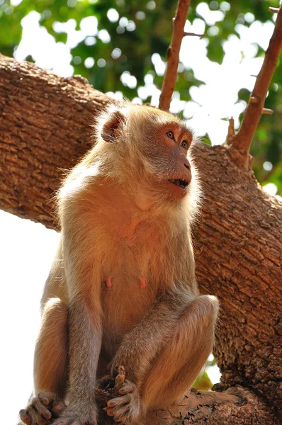 Monkey on tree — Stock Photo, Image