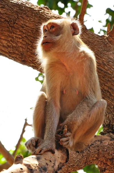 木の猿 — ストック写真