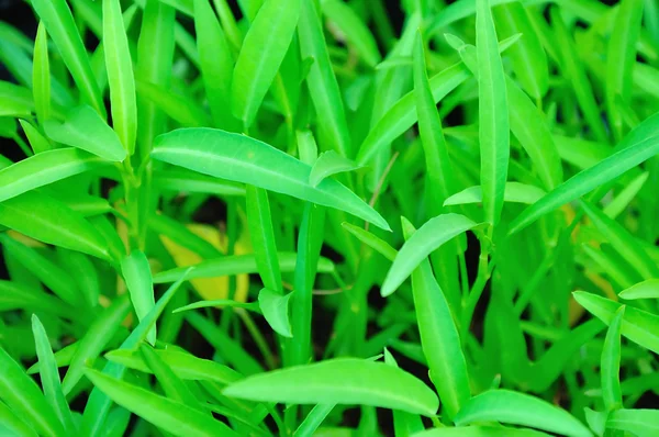 Morning glory for background — Stock Photo, Image