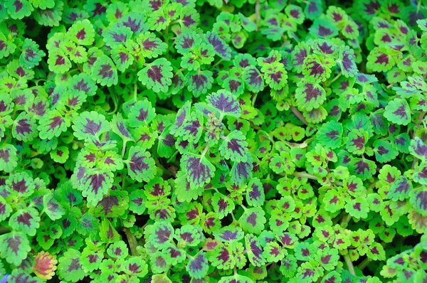 Texture erba verde e viola — Foto Stock