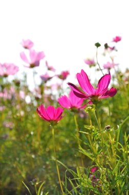 Çimen tarlasında beyaz arka planlı renkli papatyalar