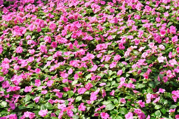 Flor en el jardín —  Fotos de Stock