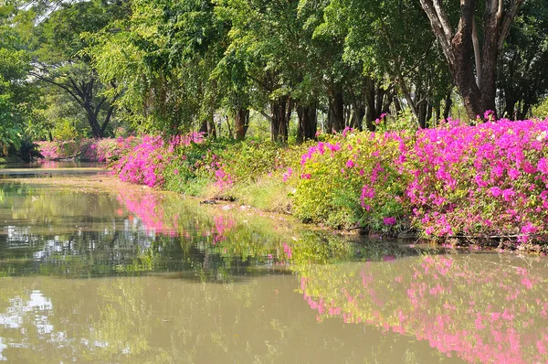 Bougainvillea piaskowy lub papier kwiatów roślin i odzwierciedlenie — Zdjęcie stockowe