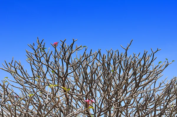 Tak van Leelawadee plant op blauwe hemel — Stockfoto