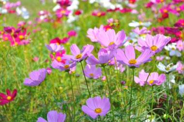 yeşil arka plana sahip çim alanda renkli papatyalar