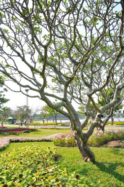 Leelawadee bitki yeşil alan üzerinde