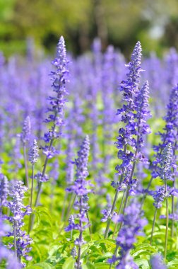 arka plan için çim alandaki Menekşe çiçek