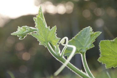 yeşil zemin üzerine kabak Şubesi