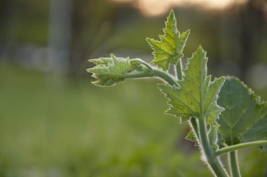 yeşil zemin üzerine kabak Şubesi