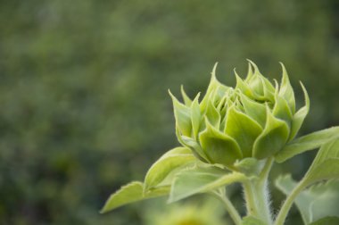 şekil tomurcuklanma Ayçiçek