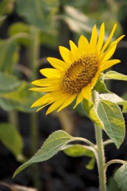 koyu arka plan ayçiçeği